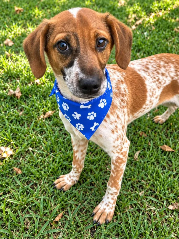 Cachorro raça SRD-ViraLata idade 2 a 6 meses nome Joca
