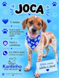 Joca
