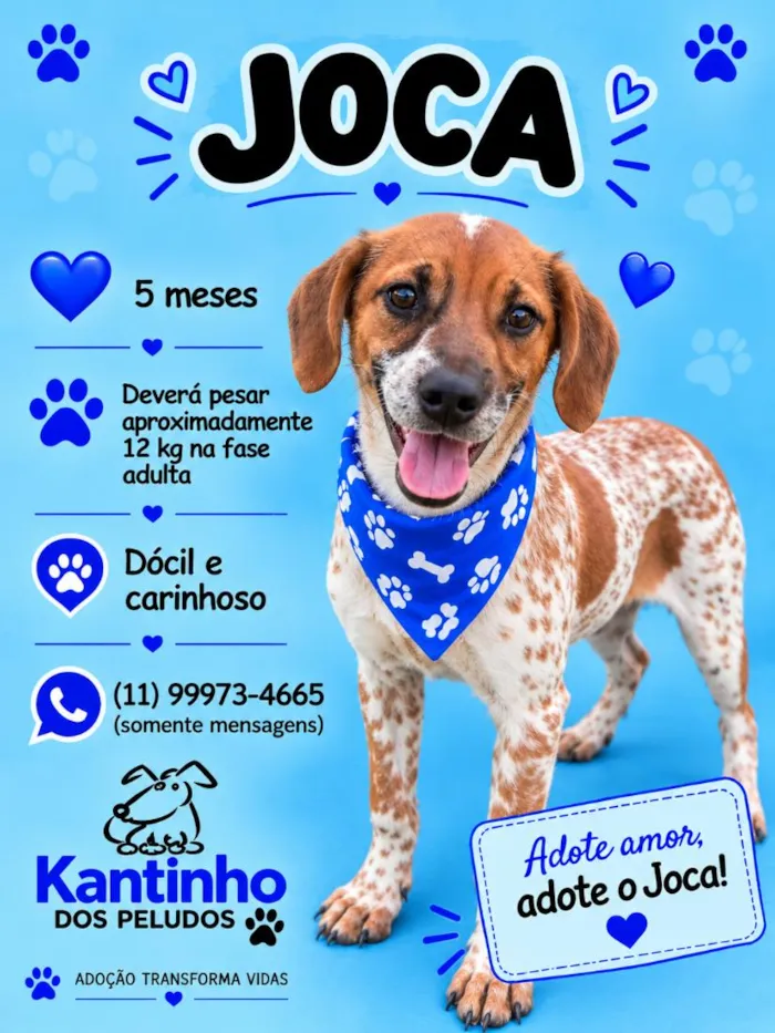 Cachorro raça SRD-ViraLata idade 2 a 6 meses nome Joca