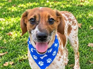 Cachorro raça SRD-ViraLata idade 2 a 6 meses nome Joca