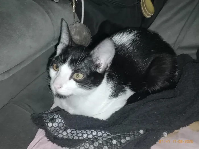 Gato raça SRD-ViraLata idade 2 a 6 meses nome Shin
