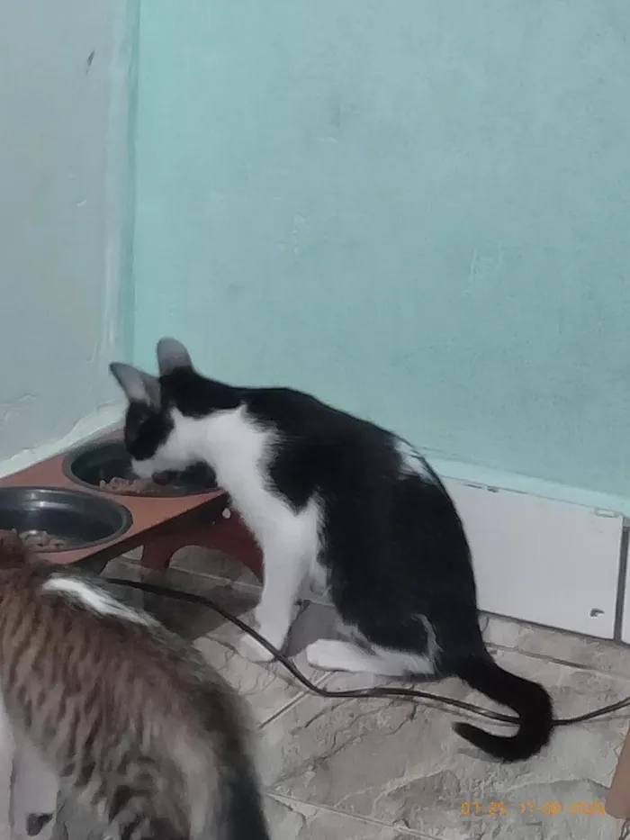 Gato raça SRD-ViraLata idade 2 a 6 meses nome Shin