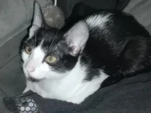 Gato raça SRD-ViraLata idade 2 a 6 meses nome Shin