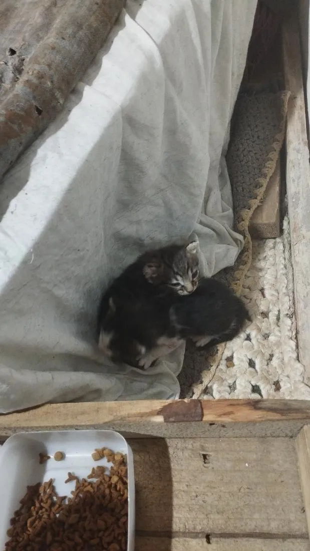 Gato raça SRD-ViraLata idade 2 a 6 meses nome uili, uilizinho, issamo, frajola 