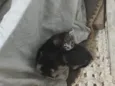 uili, uilizinho, issamo, frajola 
