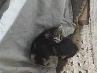 Gato raça SRD-ViraLata idade 2 a 6 meses nome uili, uilizinho, issamo, frajola 