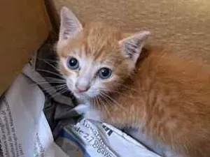 Gato raça SRD-ViraLata idade Abaixo de 2 meses nome Woody