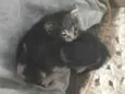 uili, uilizinho, issamo, frajola 