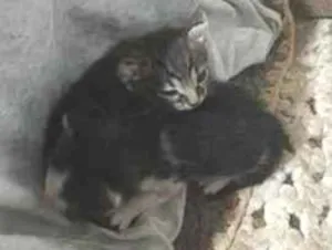 Gato raça SRD-ViraLata idade 2 a 6 meses nome uili, uilizinho, issamo, frajola 