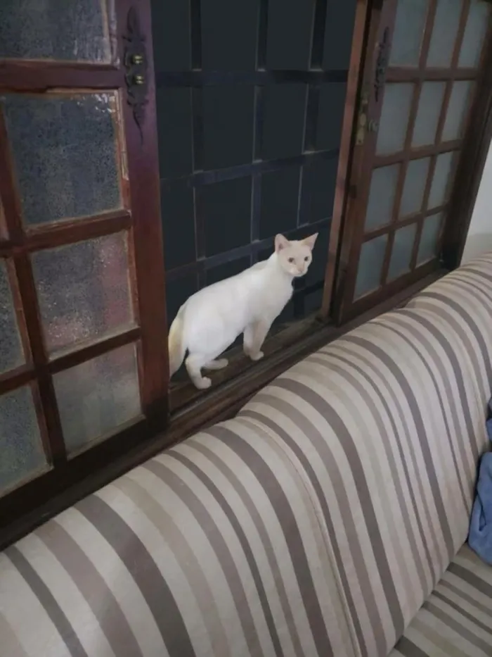 Gato raça SRD-ViraLata idade 7 a 11 meses nome André