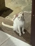 André