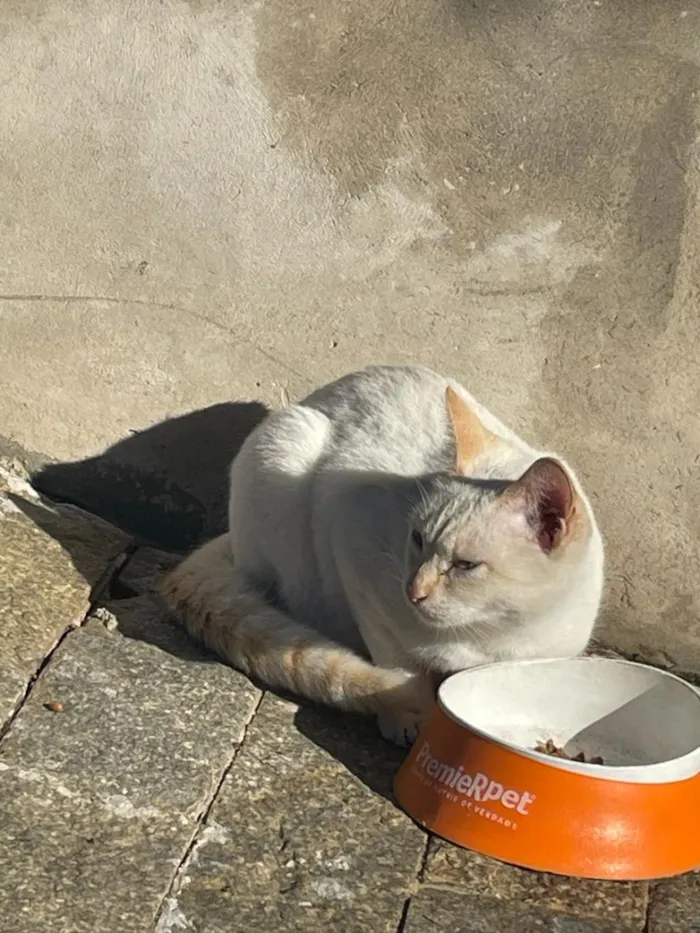 Gato raça SRD-ViraLata idade 7 a 11 meses nome André