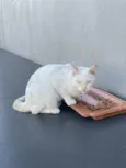 André