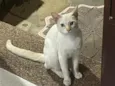 André