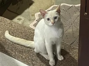 Gato raça SRD-ViraLata idade 7 a 11 meses nome André
