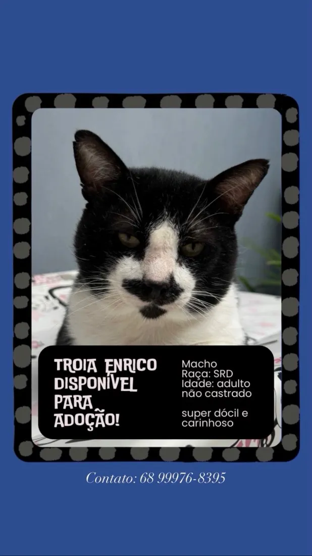 Gato raça SRD-ViraLata idade 2 anos nome Tróia