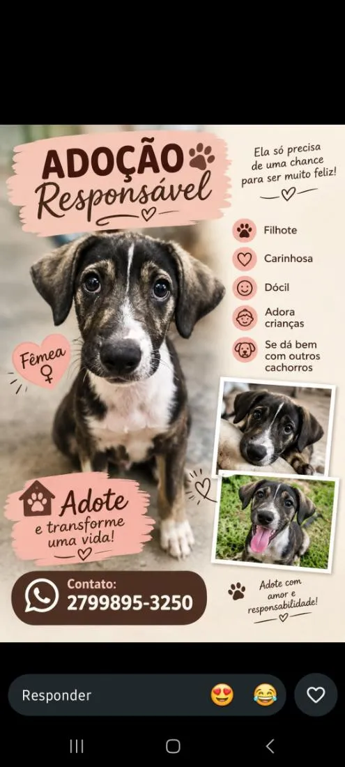 Cachorro raça SRD-ViraLata idade 2 a 6 meses nome Mara