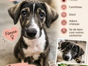 Cachorro raça SRD-ViraLata idade 2 a 6 meses nome Mara