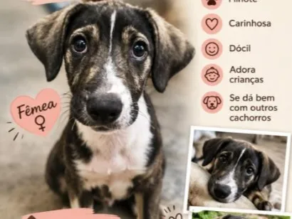 Cachorro raça SRD-ViraLata idade 2 a 6 meses nome Mara