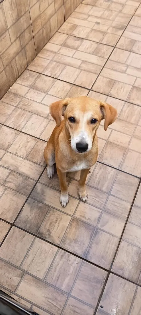 Cachorro raça SRD-ViraLata idade 1 ano nome Rauf