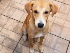 Cachorro raça SRD-ViraLata idade 1 ano nome Rauf