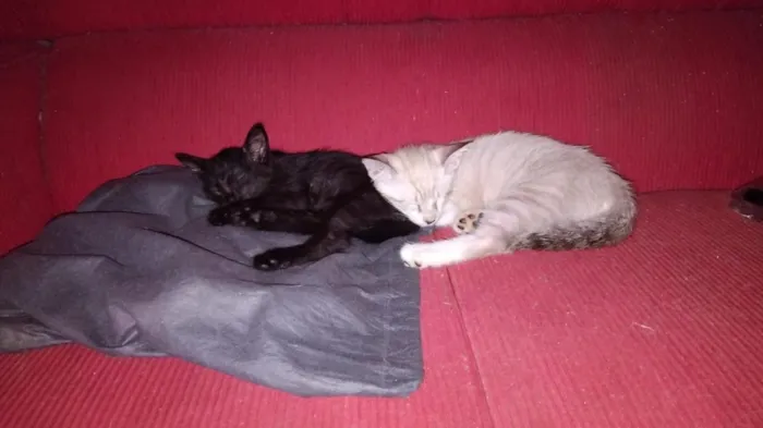 Gato raça SRD-ViraLata idade 2 a 6 meses nome Luan e Tom