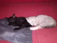 Luan e Tom