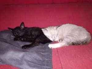 Gato raça SRD-ViraLata idade 2 a 6 meses nome Luan e Tom