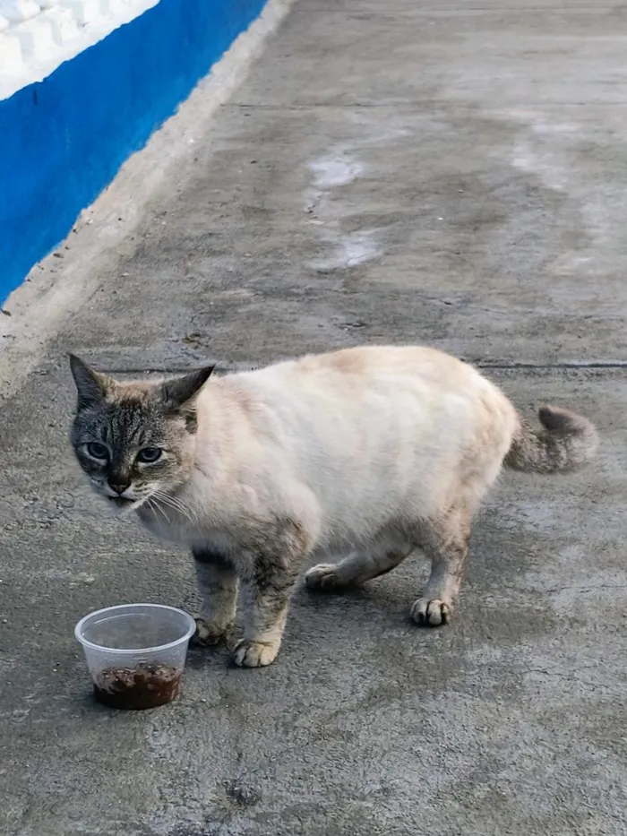 Gato raça SRD-ViraLata idade 6 ou mais anos nome Susy