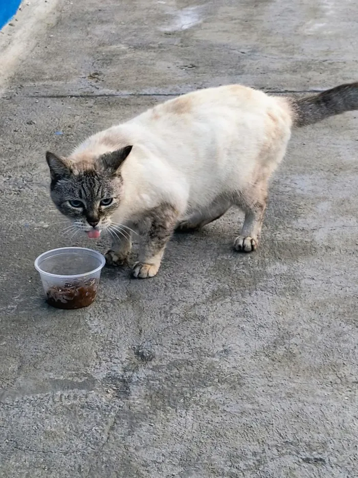 Gato raça SRD-ViraLata idade 6 ou mais anos nome Susy