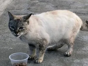 Gato raça SRD-ViraLata idade 6 ou mais anos nome Susy