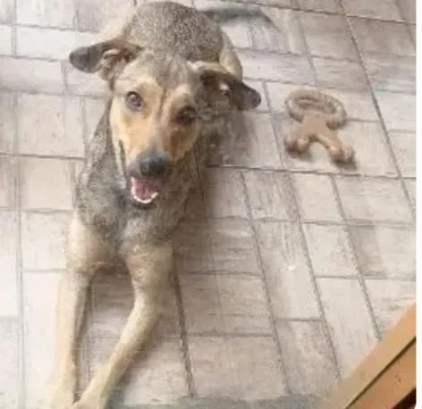 Cachorro raça SRD-ViraLata idade 1 ano nome Dorinha