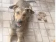 Dorinha