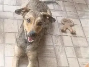 Cachorro raça SRD-ViraLata idade 1 ano nome Dorinha