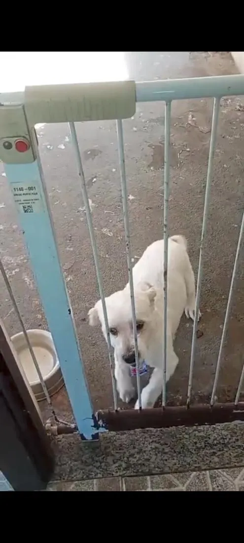 Cachorro raça Lhasa Apso idade 6 ou mais anos nome BoB