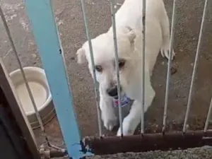Cachorro raça Lhasa Apso idade 6 ou mais anos nome BoB