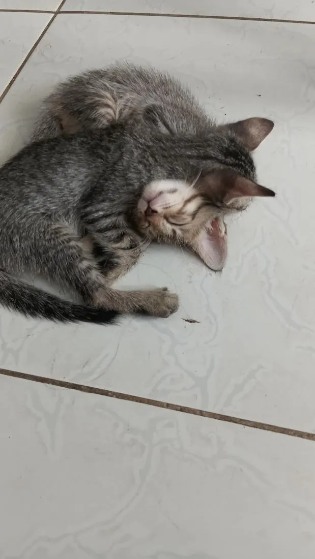 Gato raça SRD-ViraLata idade 1 ano nome pandora 