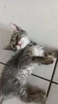 pandora 