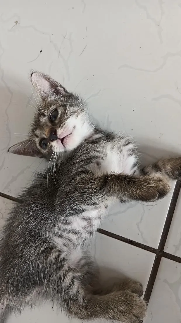 Gato raça SRD-ViraLata idade 1 ano nome pandora 