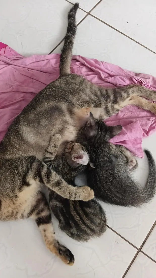 Gato raça SRD-ViraLata idade 1 ano nome pandora 