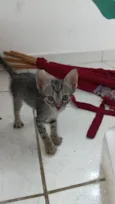 pandora 