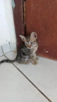 pandora 