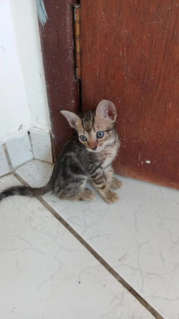Gato raça SRD-ViraLata idade 1 ano nome pandora 