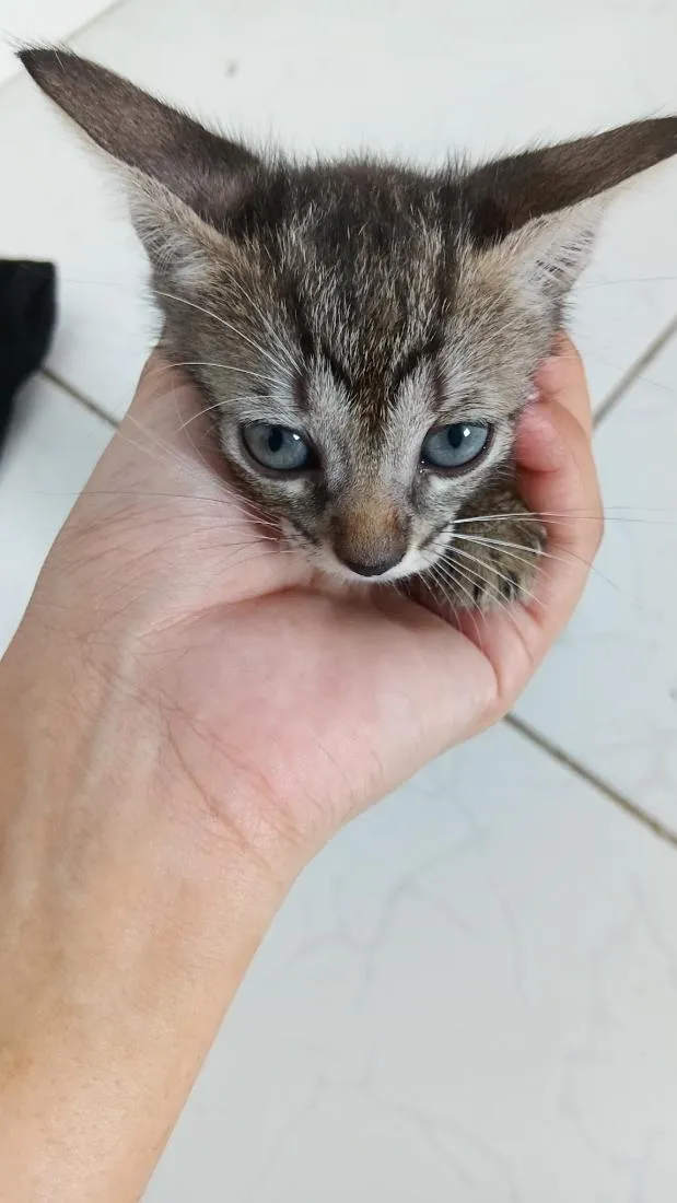 Gato raça SRD-ViraLata idade 1 ano nome pandora 