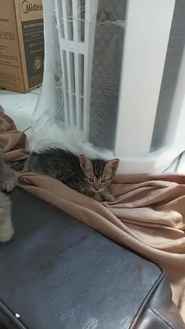 Gato raça SRD-ViraLata idade 1 ano nome pandora 