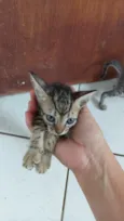 pandora 