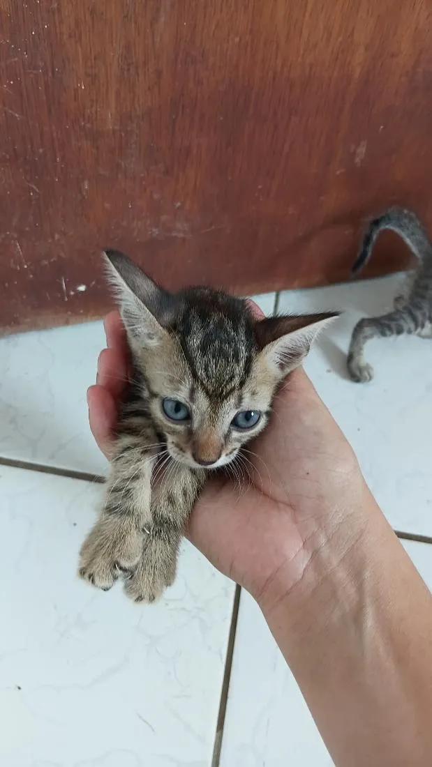 Gato raça SRD-ViraLata idade 1 ano nome pandora 