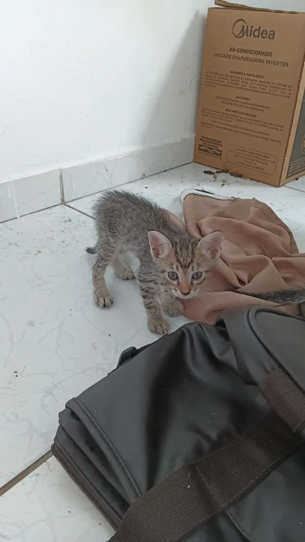Gato raça SRD-ViraLata idade 1 ano nome pandora 