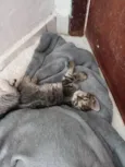 pandora 