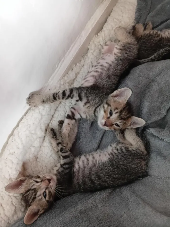 Gato raça SRD-ViraLata idade 1 ano nome pandora 